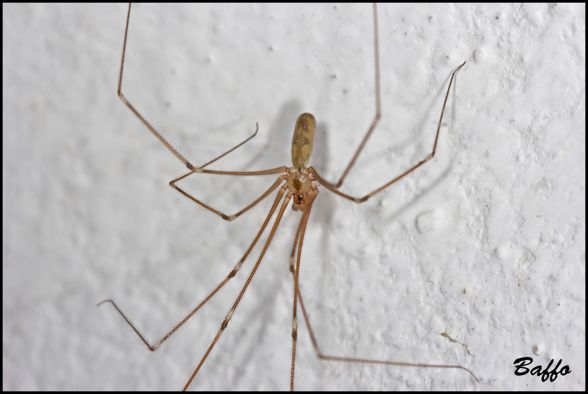 Pholcus phalangioides